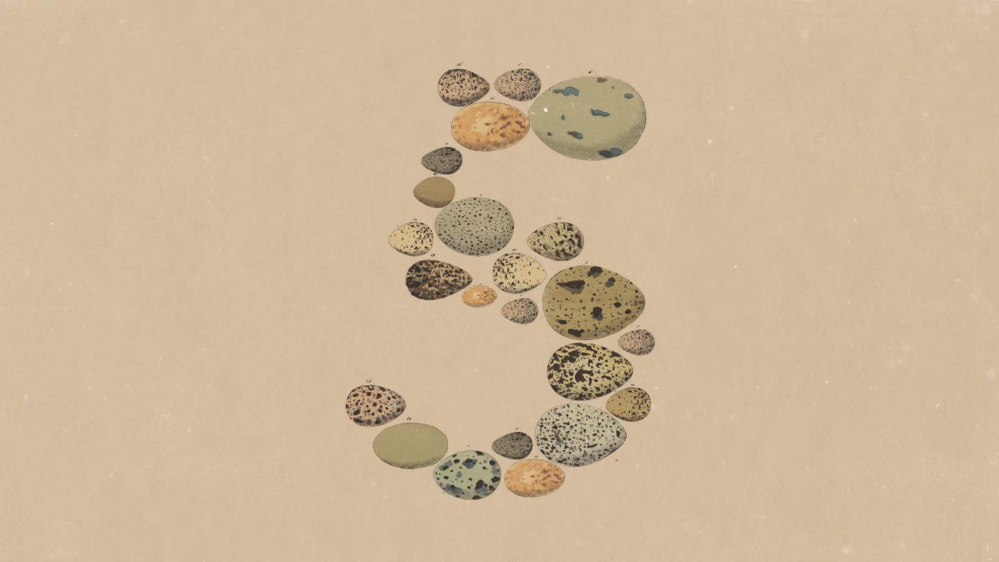 Anthropic's official Claude Opus 5 release artwork forming the number five from illustrated natural specimens
