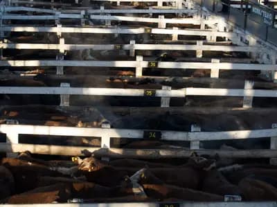 Industrial metals, grain and energy commodities arranged beside market data