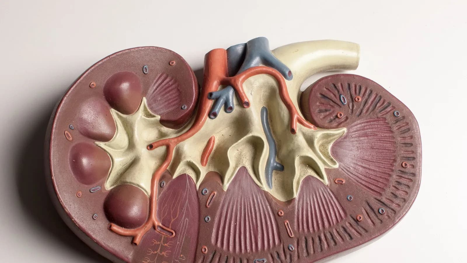 A teaching model of a kidney cut in section