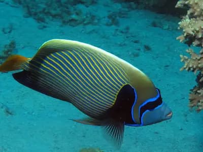 Scuba divers exploring a vibrant coral reef in the Red Sea with sunlight filtering through clear water