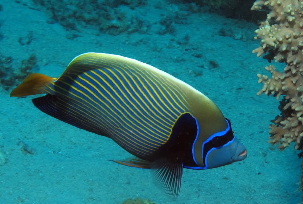 Scuba divers exploring a vibrant coral reef in the Red Sea with sunlight filtering through clear water