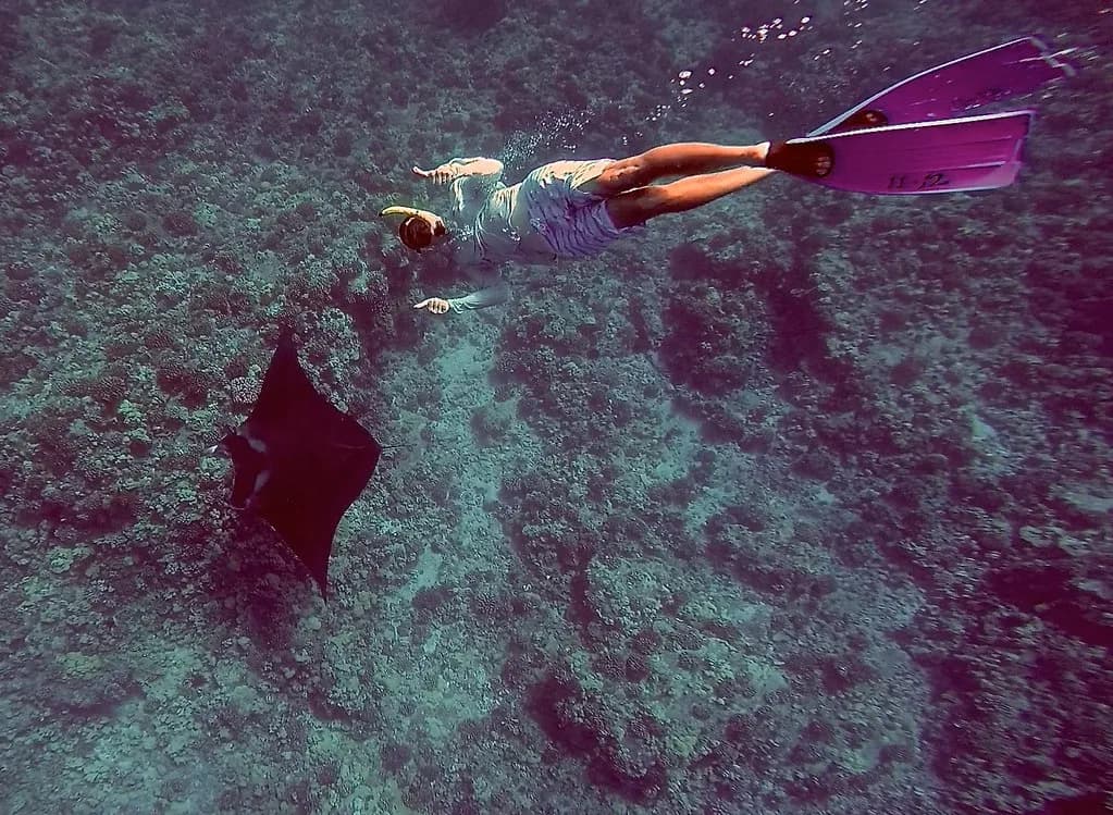 A manta ray gliding over a coral reef in clear turquoise Maldivian water