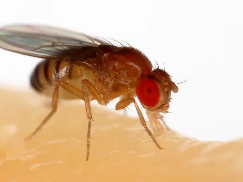 A fruit fly, Drosophila melanogaster, feeding on a piece of banana in close up, its compound eye a bright red. This is the animal whose complete nervous system has now been mapped
