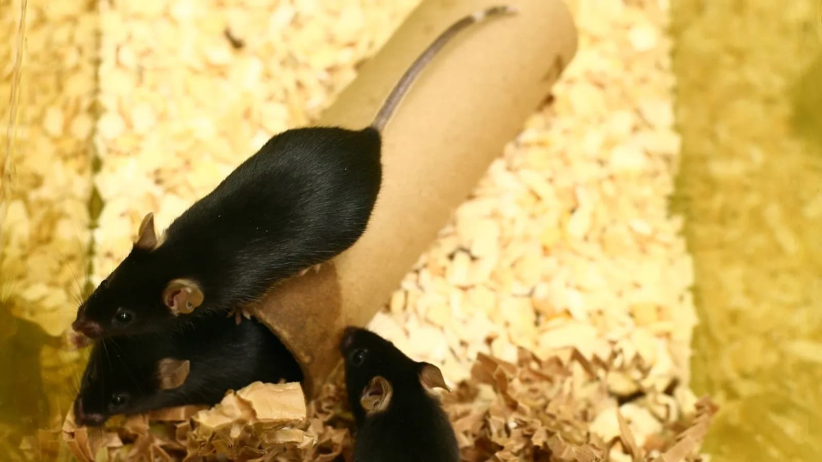 Three laboratory mice in a cage with bedding and a cardboard tube