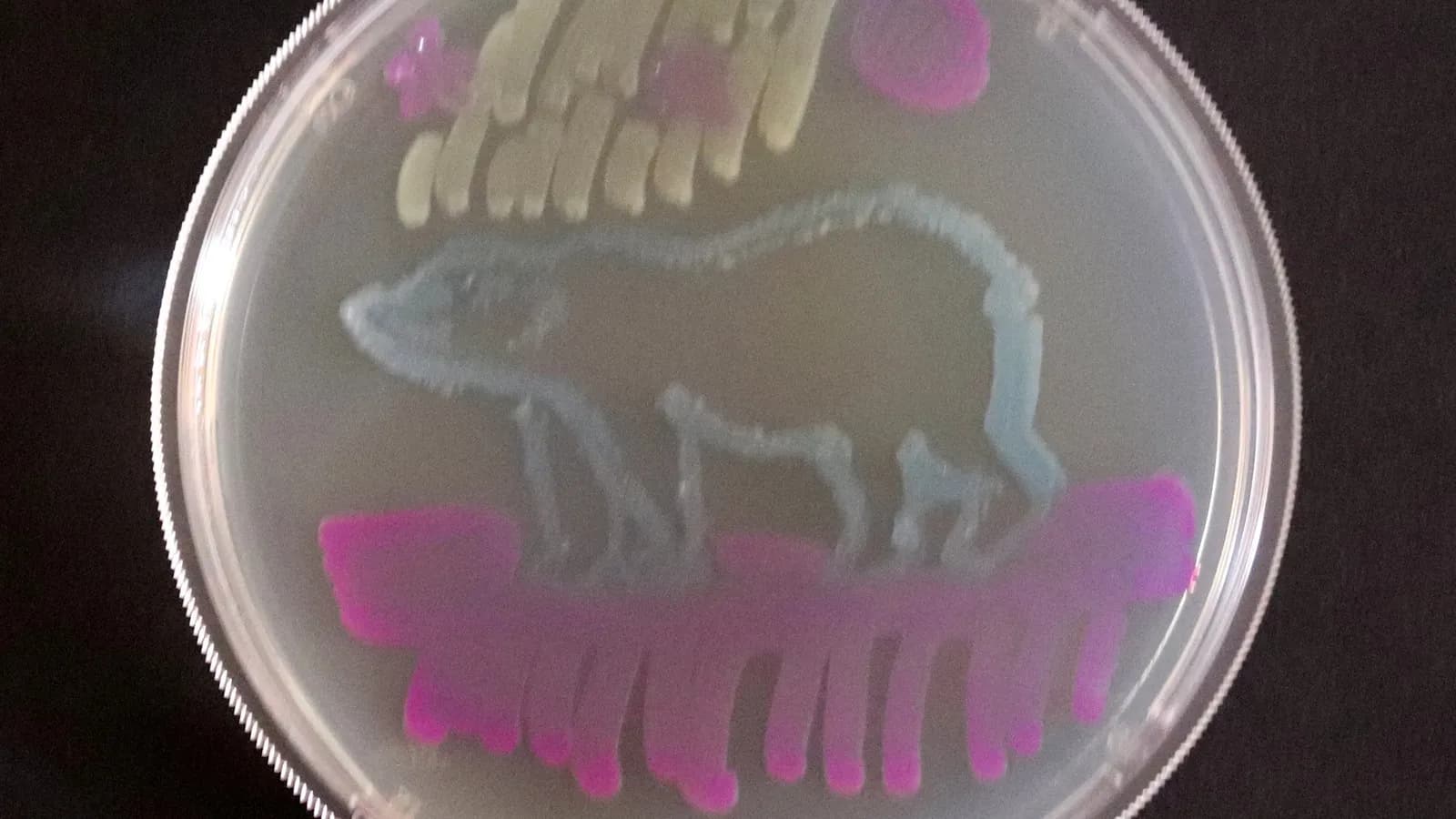 Bacterial colonies grown in patterns on an agar plate. These are E. coli; the MIT circuits use colonies of Pantoea agglomerans printed onto agar in the same way