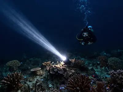 A diver's torch beam lighting a patch of reef in dark water