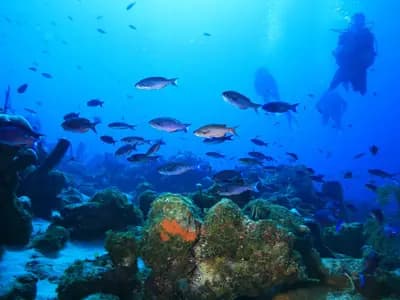 A scuba diver descending through open blue water with visibility fading into the deep