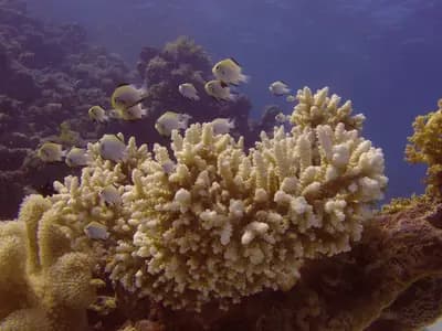 A scuba diver swimming over a coral-covered wreck in clear Arabian Sea water