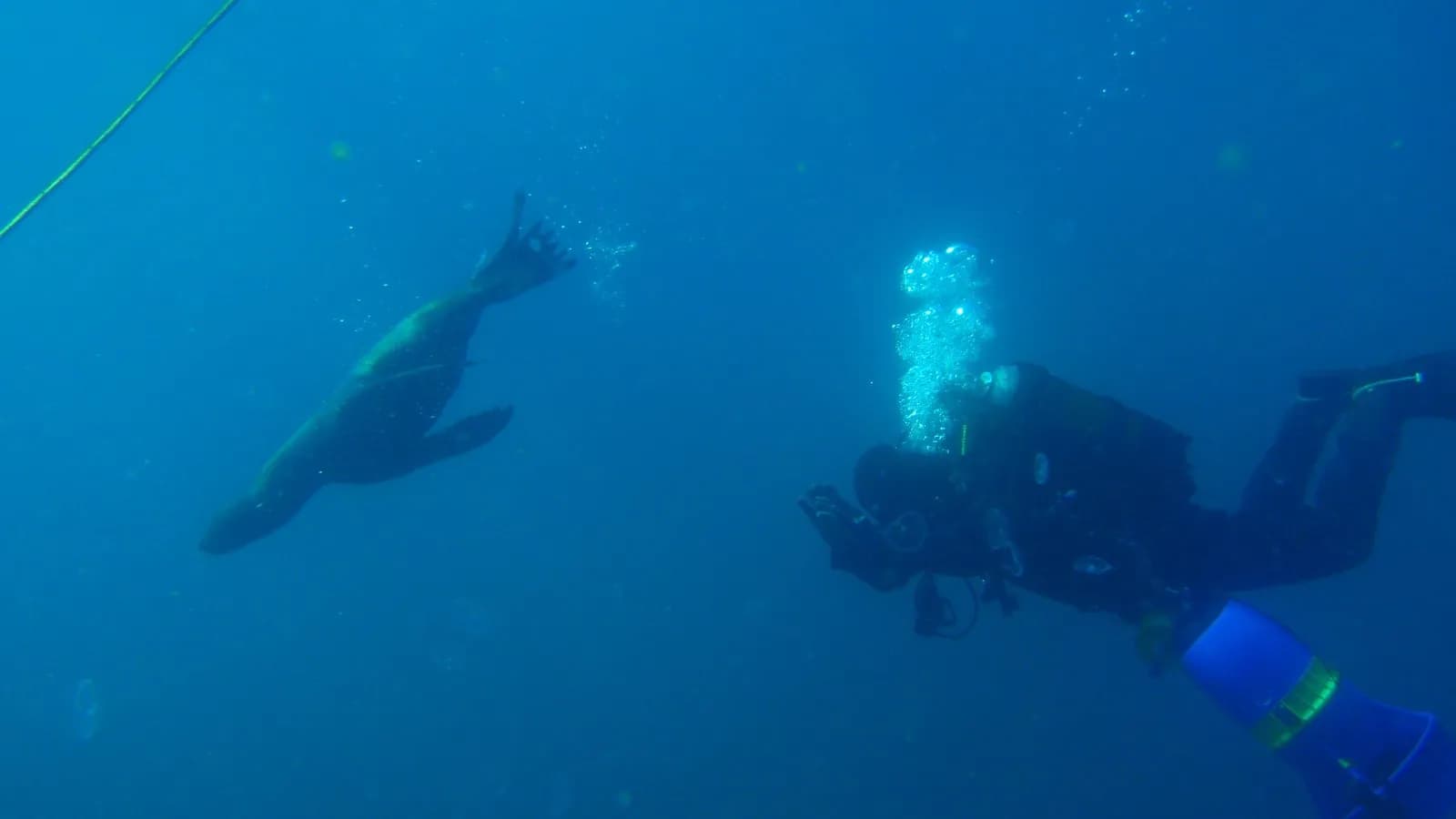 A diver hanging mid-water on ascent in clear blue, with a seal passing in front of them