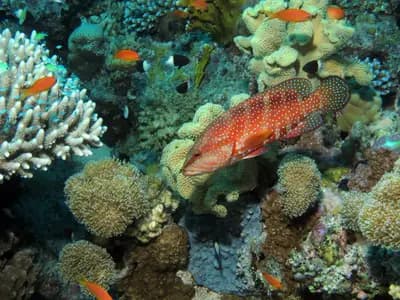 Healthy coral reef with tropical fish along the Saudi Arabian Red Sea coastline