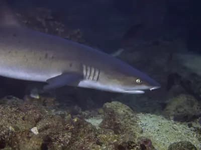 A reef shark swimming past a scuba diver in clear open water