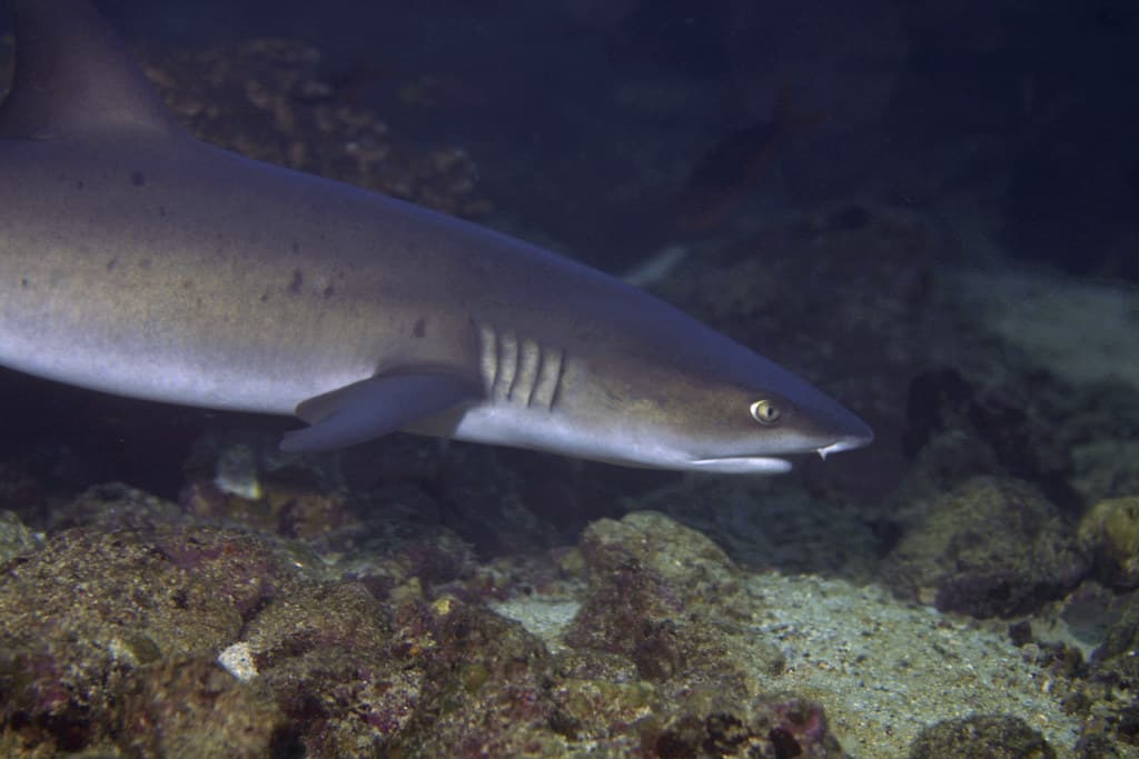 A reef shark swimming past a scuba diver in clear open water