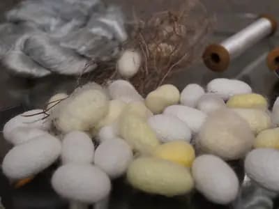 Silkworm cocoons in white and yellow beside skeins of raw silk and wooden reeling bobbins, in a display of the stages from cocoon to thread