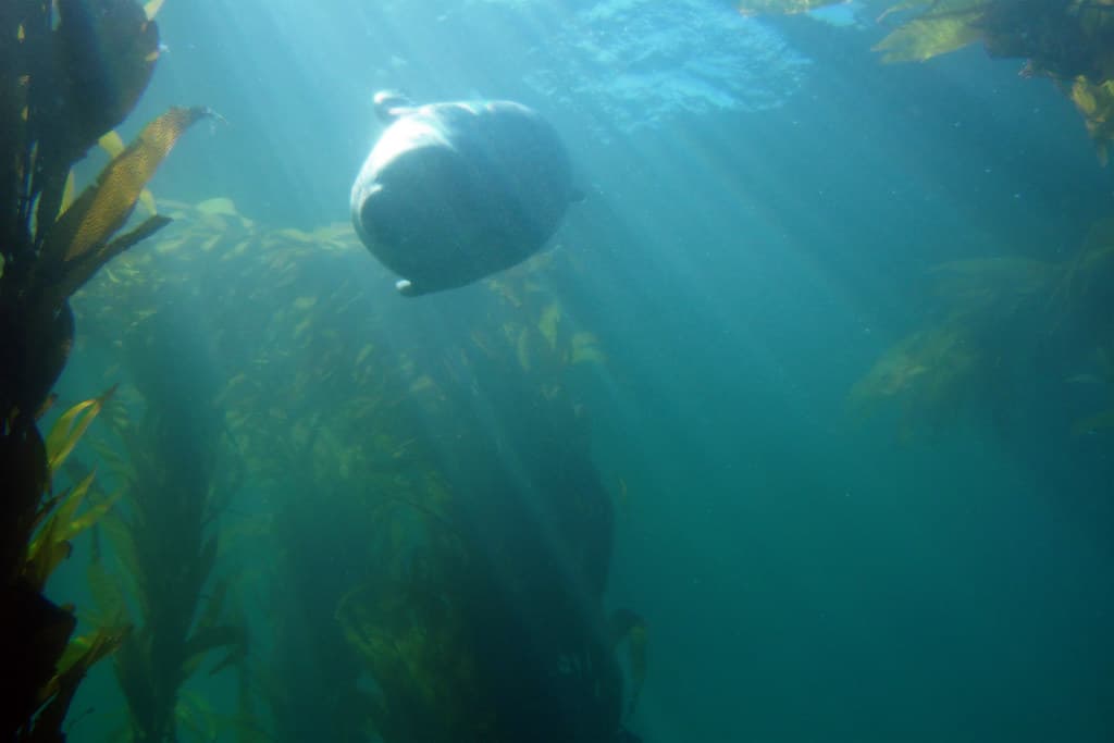 A spearfisher swimming near a reef, fins and speargun visible, silhouetted against sunlit water