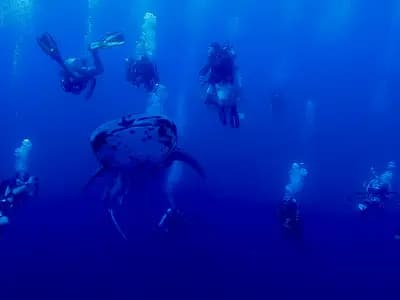 A scuba diver above a healthy coral wall in Tubbataha Reefs Natural Park