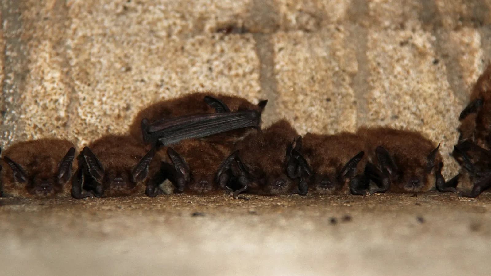 A row of big brown bats, Eptesicus fuscus, roosting shoulder to shoulder against a stone wall. The species belongs to the vesper family covered by the study