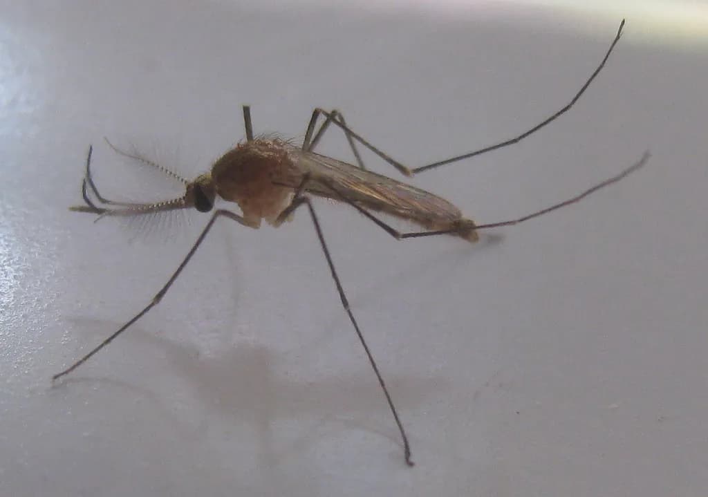 A mosquito in close view during the European summer season