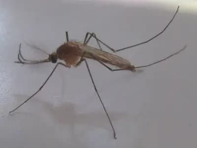 A mosquito in close view during the European summer season