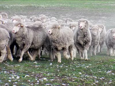 A flock of merino sheep in full fleece on a New Zealand farm, photographed in 2008
