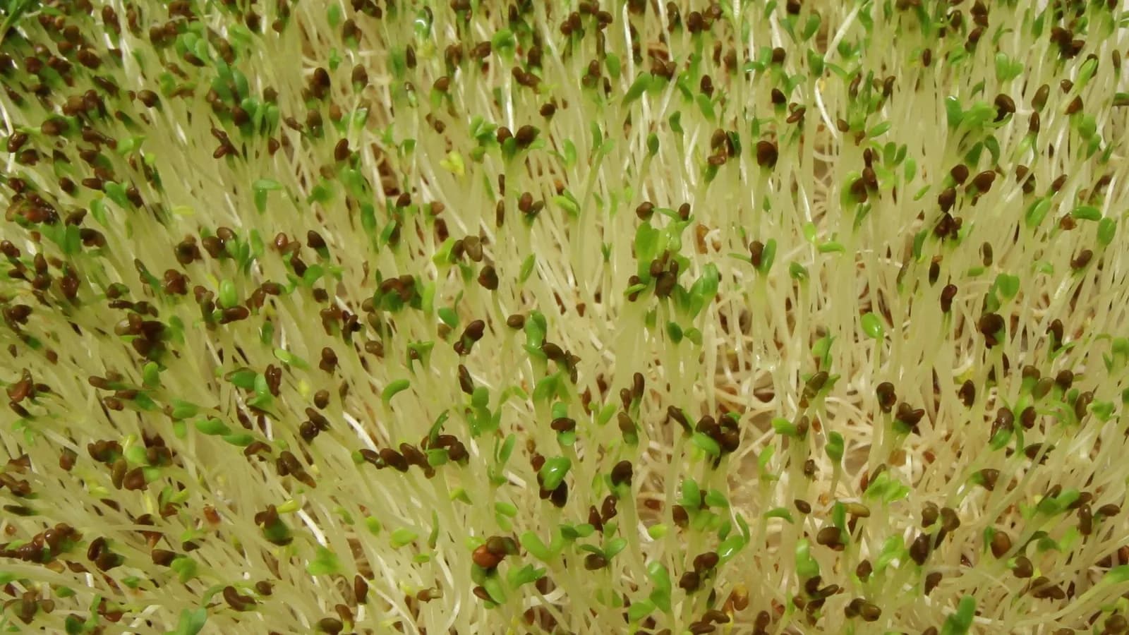 Germinated organic alfalfa seeds growing as sprouts, a file photograph taken in March 2010 that illustrates the food involved and is not a sample from the recalled lot