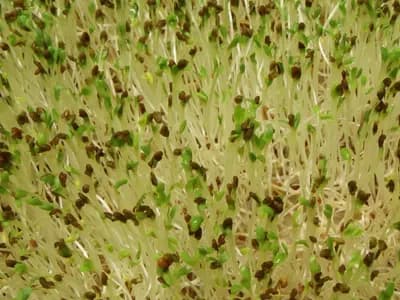Germinated organic alfalfa seeds growing as sprouts, a file photograph taken in March 2010 that illustrates the food involved and is not a sample from the recalled lot