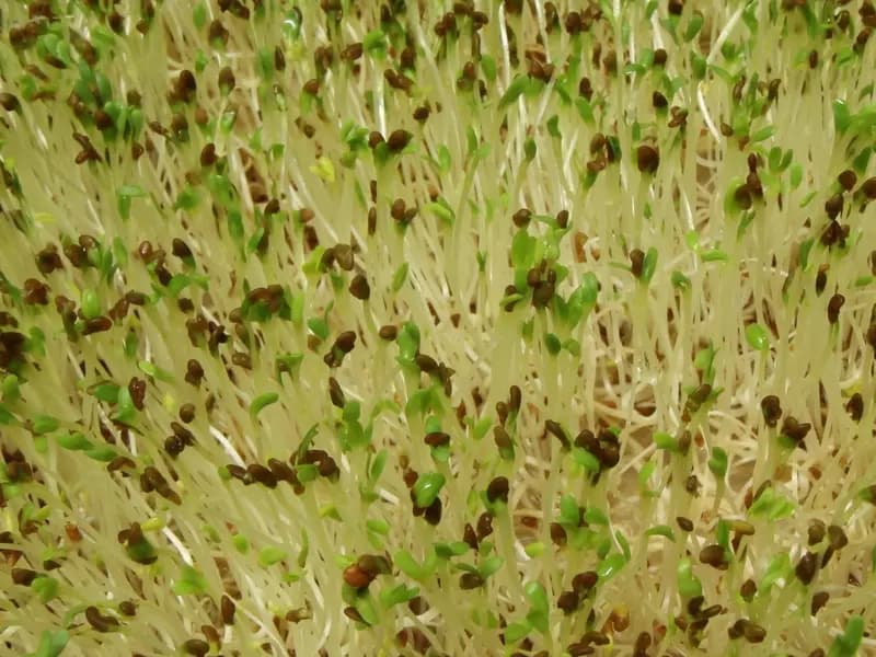 Germinated organic alfalfa seeds growing as sprouts, a file photograph taken in March 2010 that illustrates the food involved and is not a sample from the recalled lot