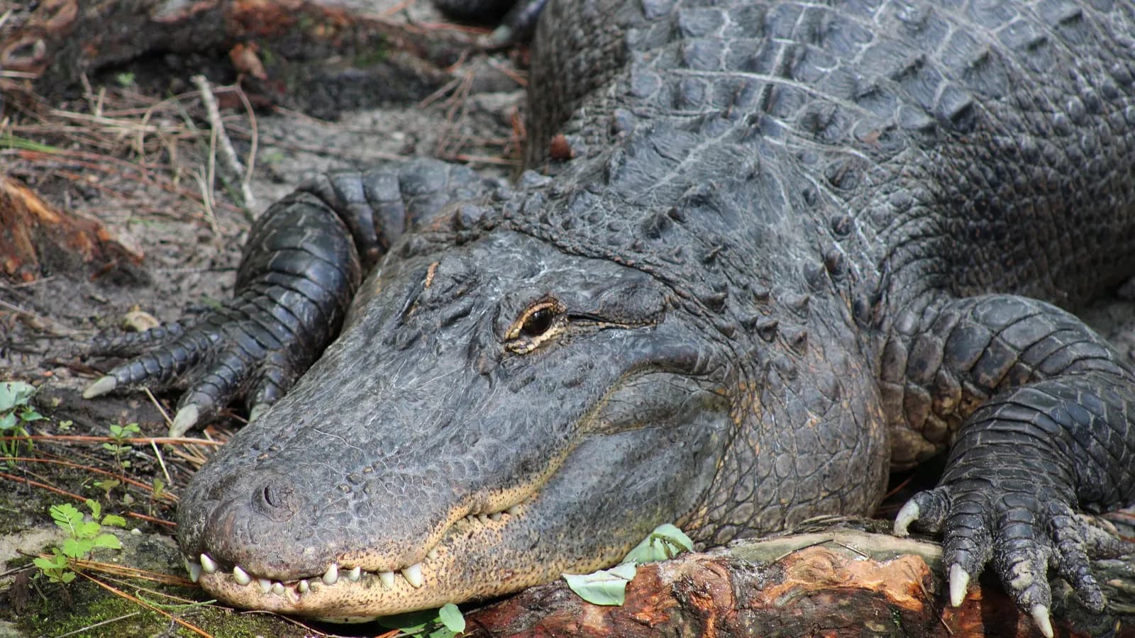 An adult American alligator resting on a bank, head towards the camera with teeth showing along the jawline