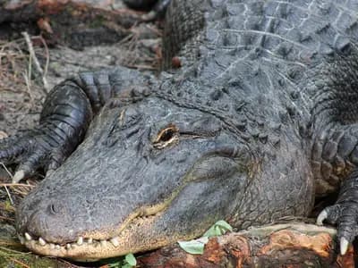 An adult American alligator resting on a bank, head towards the camera with teeth showing along the jawline