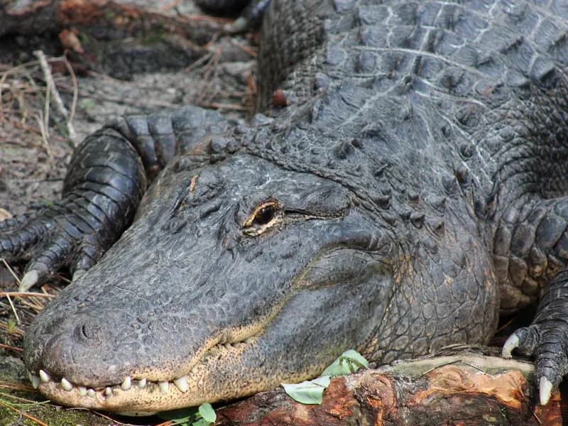 An adult American alligator resting on a bank, head towards the camera with teeth showing along the jawline