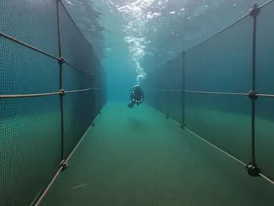 A working diver beside the netting of an aquaculture pen, ropes and mesh filling the water around him