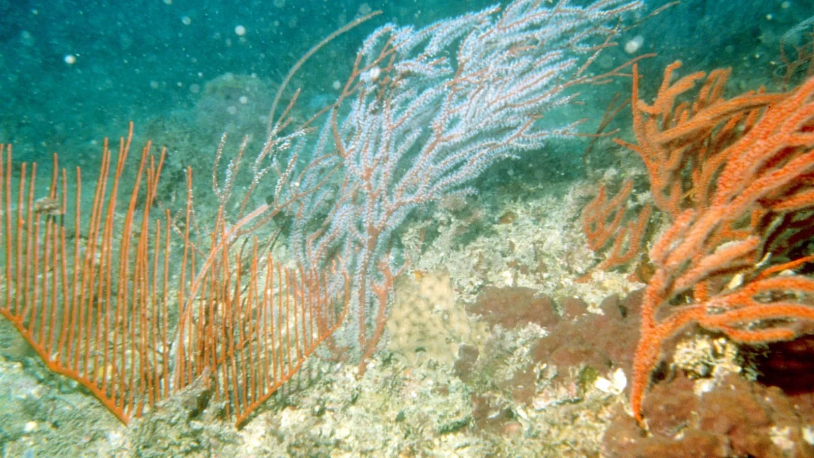 Gorgonian sea fans on a reef, illustrative of the octocoral group confirmed off Benin and not the Benin site itself, via CSIRO