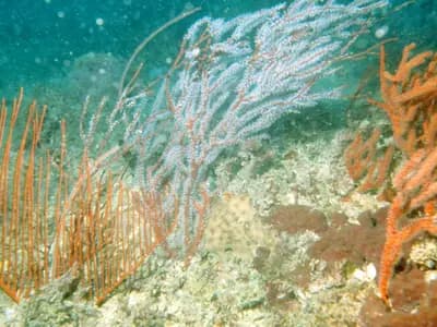 Gorgonian sea fans on a reef, illustrative of the octocoral group confirmed off Benin and not the Benin site itself, via CSIRO