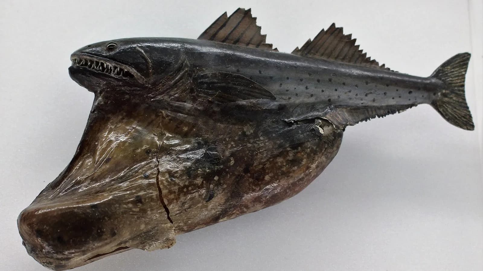 A preserved black swallower, Chiasmodon niger, with its stomach distended, photographed in September 2018, a file photograph of the species and not of the animal filmed off Trinidad and Tobago