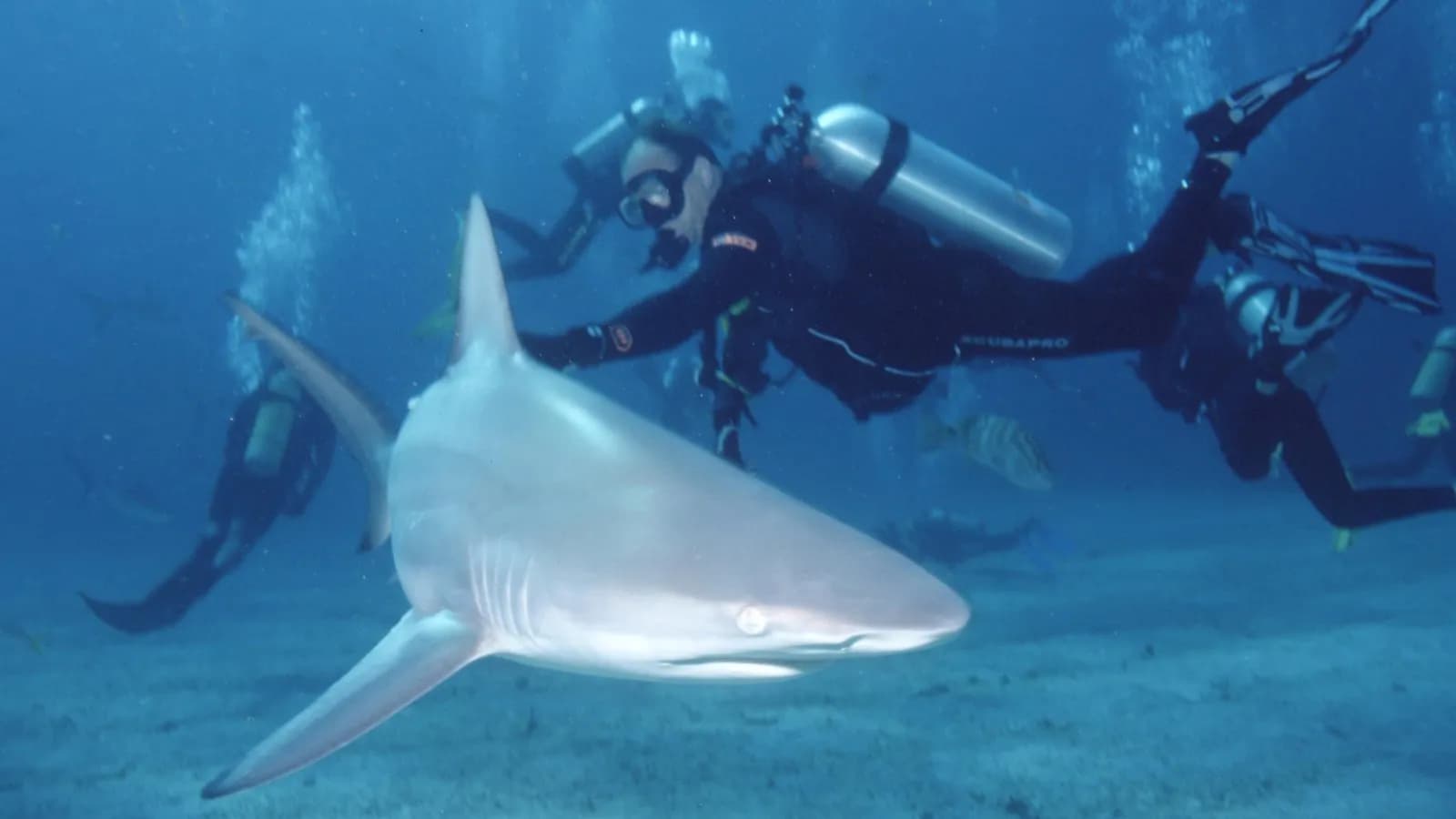 A blacktip shark, Carcharhinus limbatus, the species studied off Palm Beach County, photographed in the Bahamas in March 2007 and not one of the sharks tested by Florida Atlantic University