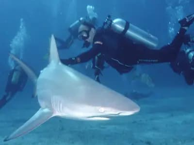A blacktip shark, Carcharhinus limbatus, the species studied off Palm Beach County, photographed in the Bahamas in March 2007 and not one of the sharks tested by Florida Atlantic University