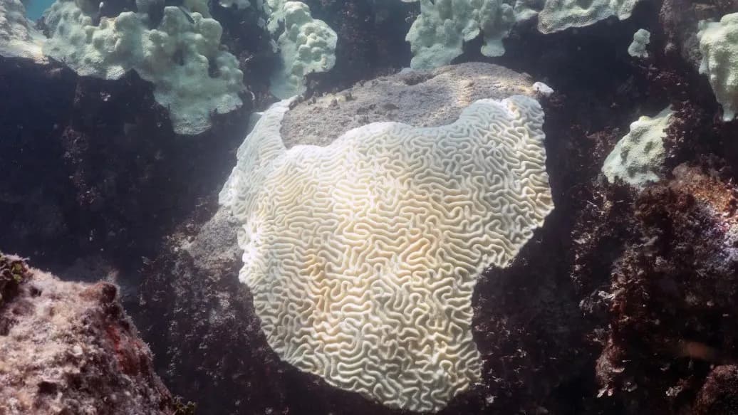 A bleached pale brain coral on a reef in the Florida Keys, photographed in 2023, a NOAA file photograph illustrative of coral bleaching and not of the Stanford laboratory experiment