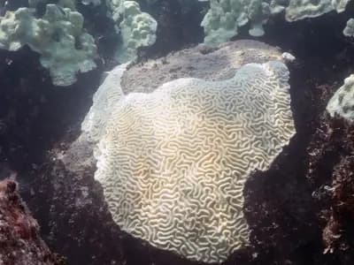 A bleached pale brain coral on a reef in the Florida Keys, photographed in 2023, a NOAA file photograph illustrative of coral bleaching and not of the Stanford laboratory experiment