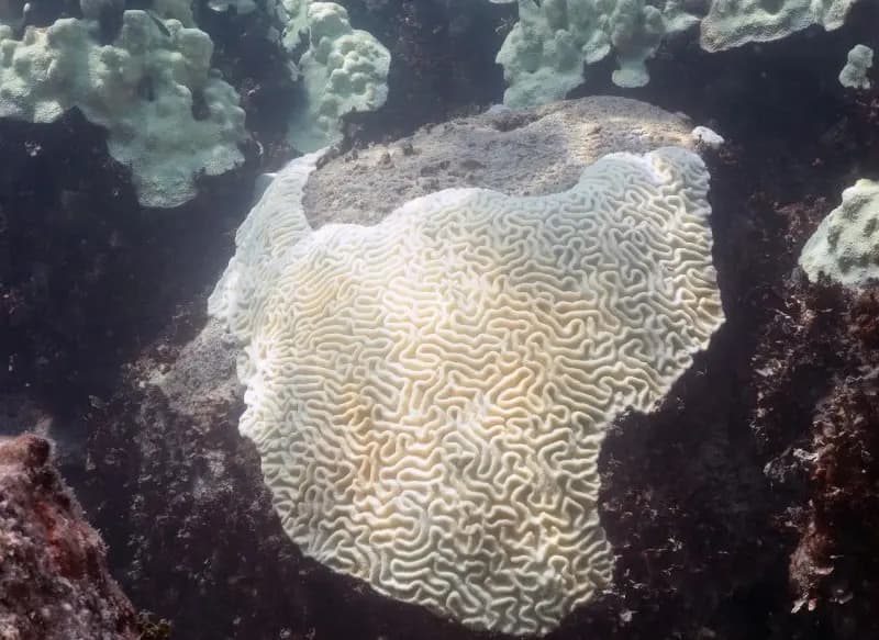 A bleached pale brain coral on a reef in the Florida Keys, photographed in 2023, a NOAA file photograph illustrative of coral bleaching and not of the Stanford laboratory experiment