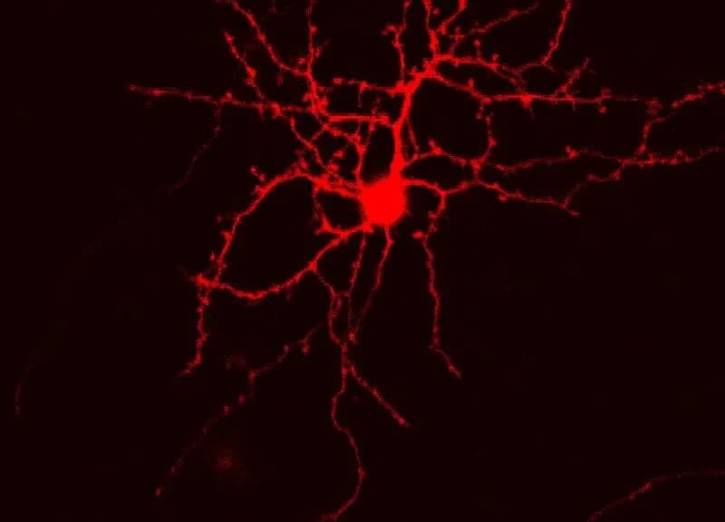 A fluorescence micrograph of a single cortical neuron glowing red against a black background, its cell body at the centre and branching dendrites covered in fine spines, published on 6 April 2017, an illustrative image of a cortical neuron and not from the Nature study