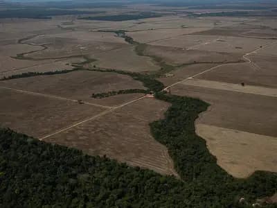 An aerial view of the edge of the Amazon forest meeting cleared farmland in Rondonia, Brazil, photographed on 7 August 2020, a file photograph illustrative of forest clearing and not of this year's figures