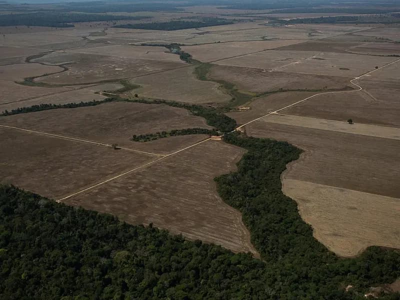 An aerial view of the edge of the Amazon forest meeting cleared farmland in Rondonia, Brazil, photographed on 7 August 2020, a file photograph illustrative of forest clearing and not of this year's figures