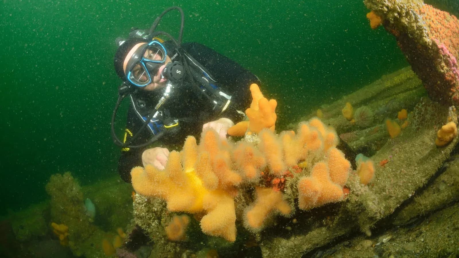 A diver holding position alongside a rock face covered in yellow soft corals, close to the structure without touching it