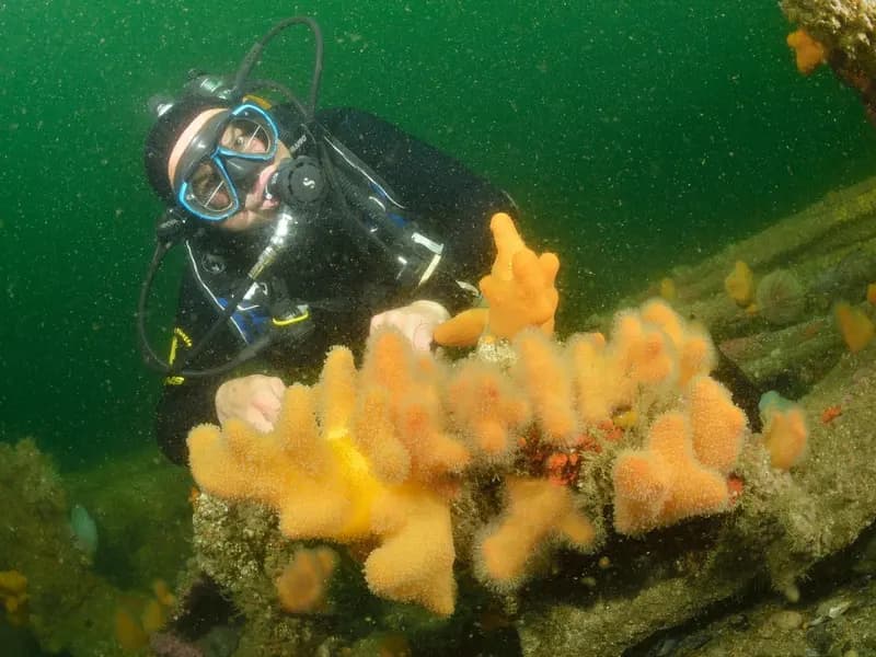 A diver holding position alongside a rock face covered in yellow soft corals, close to the structure without touching it