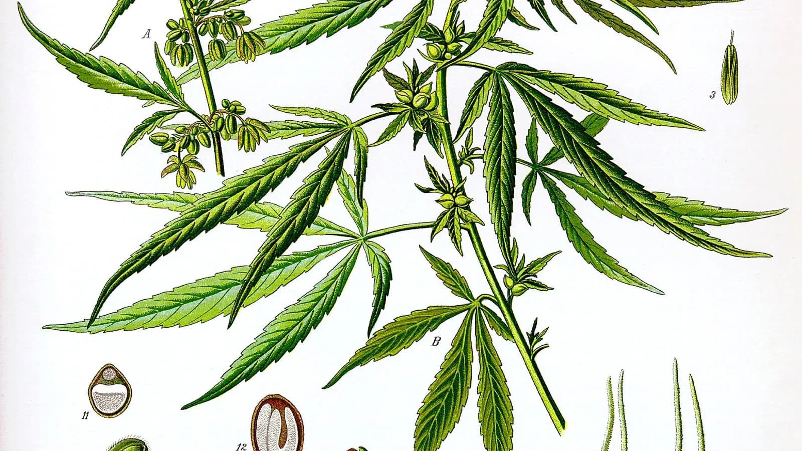 A coloured botanical plate of the Cannabis sativa plant with leaves, flowers and seed details, published in 1887, an illustration of the plant and not of any patient or hospital