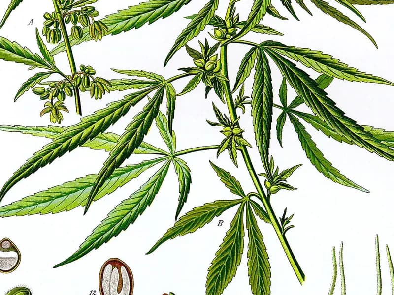 A coloured botanical plate of the Cannabis sativa plant with leaves, flowers and seed details, published in 1887, an illustration of the plant and not of any patient or hospital