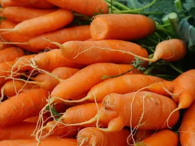 Bunches of carrots piled at a market with their green tops still attached, which is how you have to buy them to make this