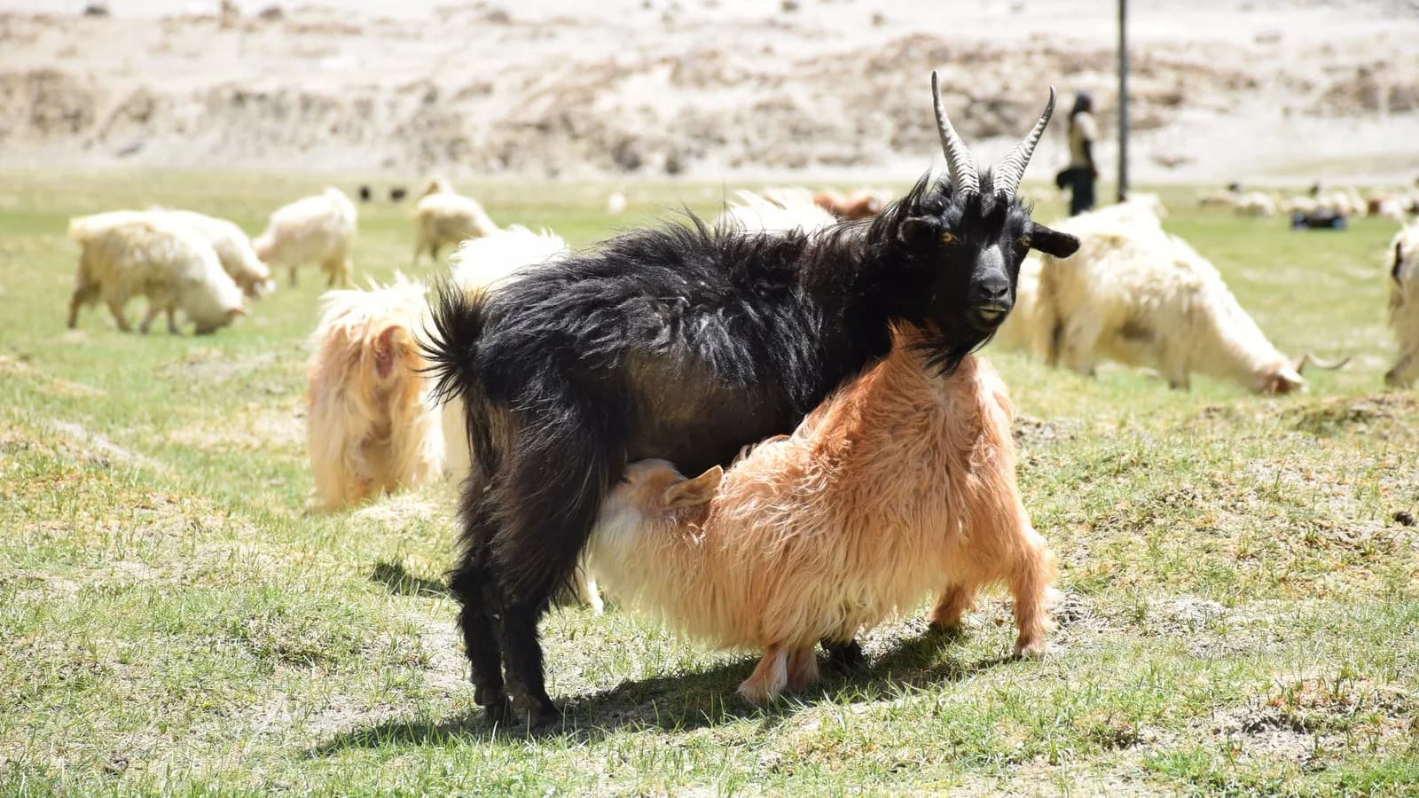 Changthangi goats grazing on high pasture, the Himalayan breed whose undercoat is spun as pashmina. Cashmere goats of the same species; the Mongolian herds are not pictured