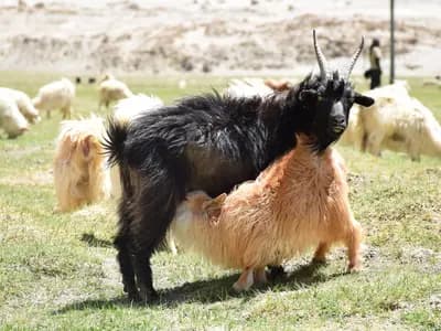 Changthangi goats grazing on high pasture, the Himalayan breed whose undercoat is spun as pashmina. Cashmere goats of the same species; the Mongolian herds are not pictured