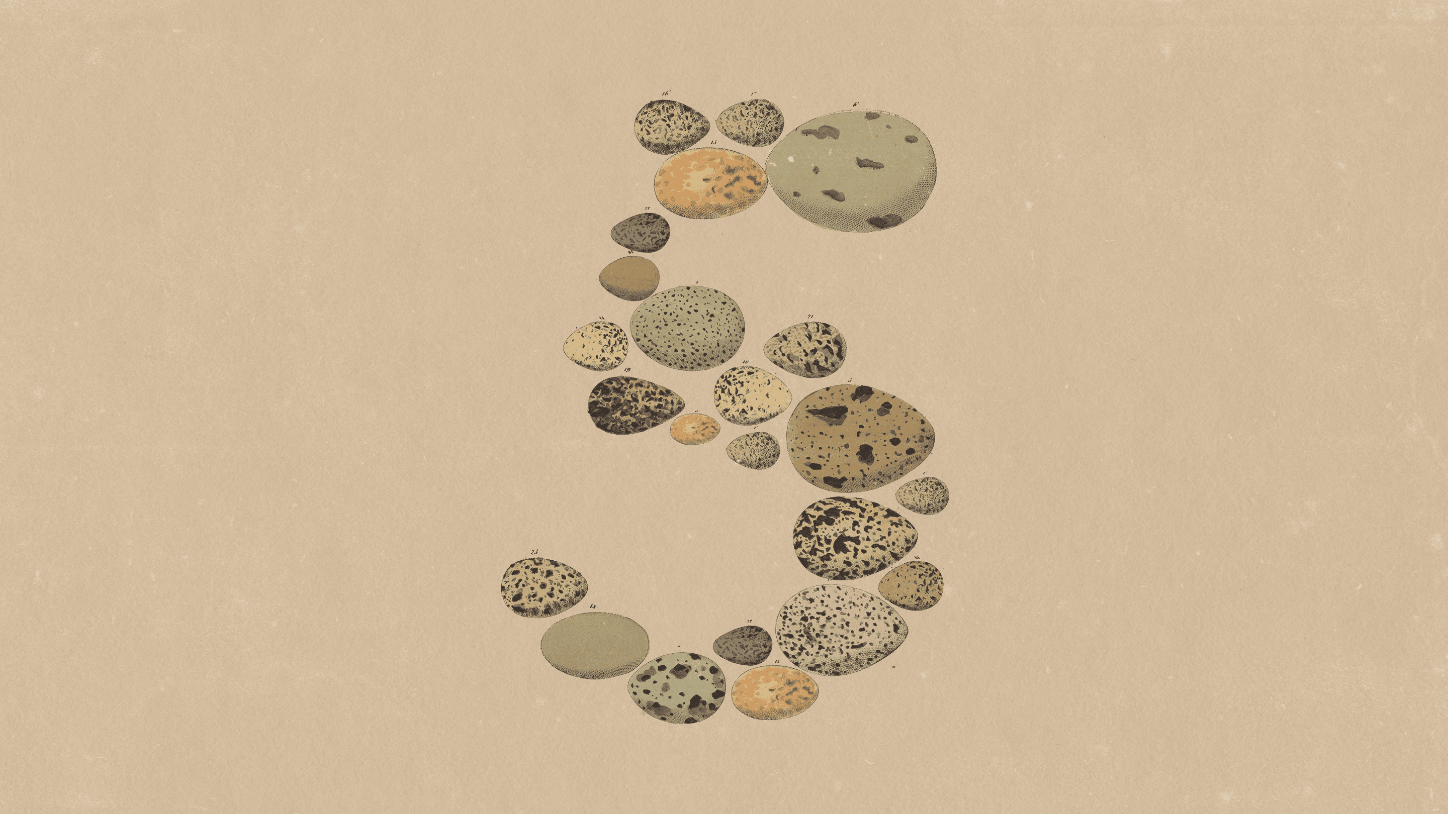 Anthropic's official Claude Opus 5 release artwork forming the number five from illustrated natural specimens