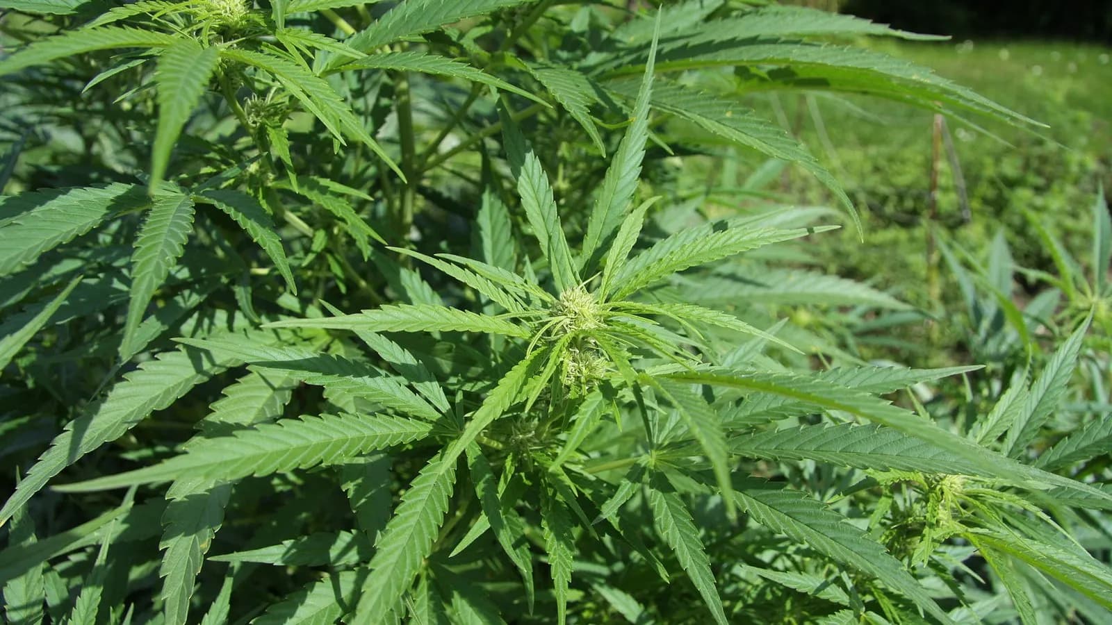 A cannabis plant in leaf, photographed in September 2010, a file photograph illustrative of the plant and not of any product tested in the trials